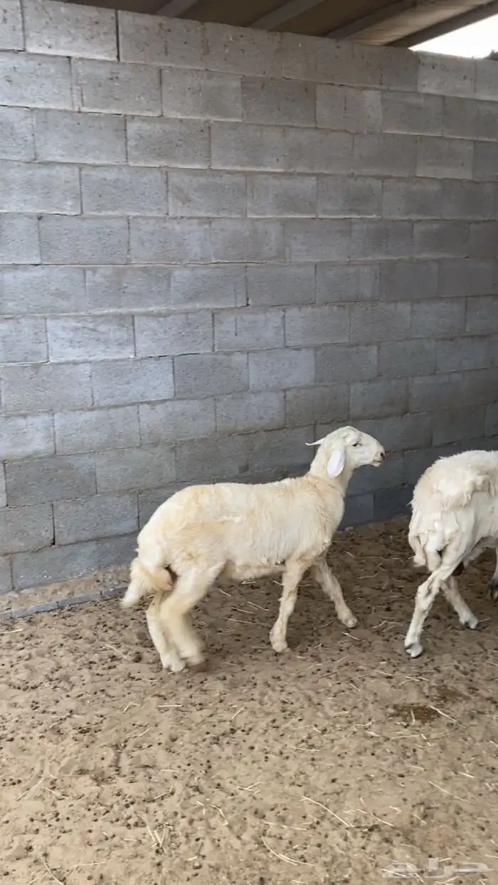 طلي خمس اشهور 7