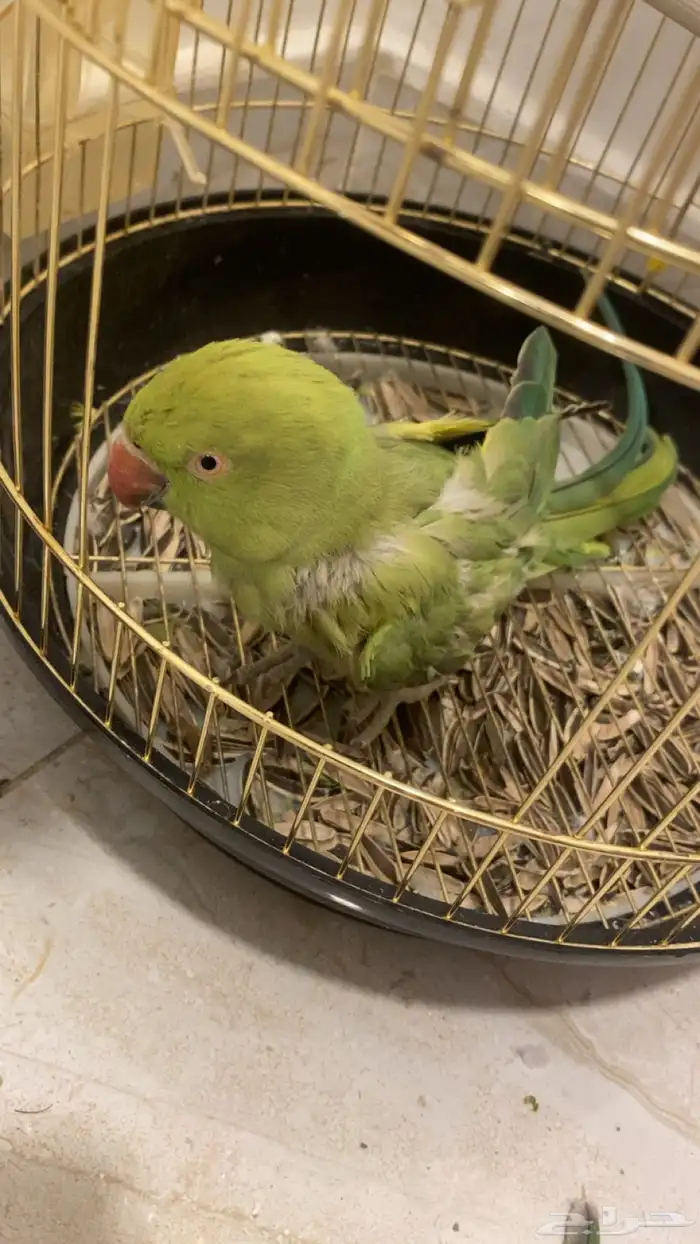 للبيع عصفور دره 0