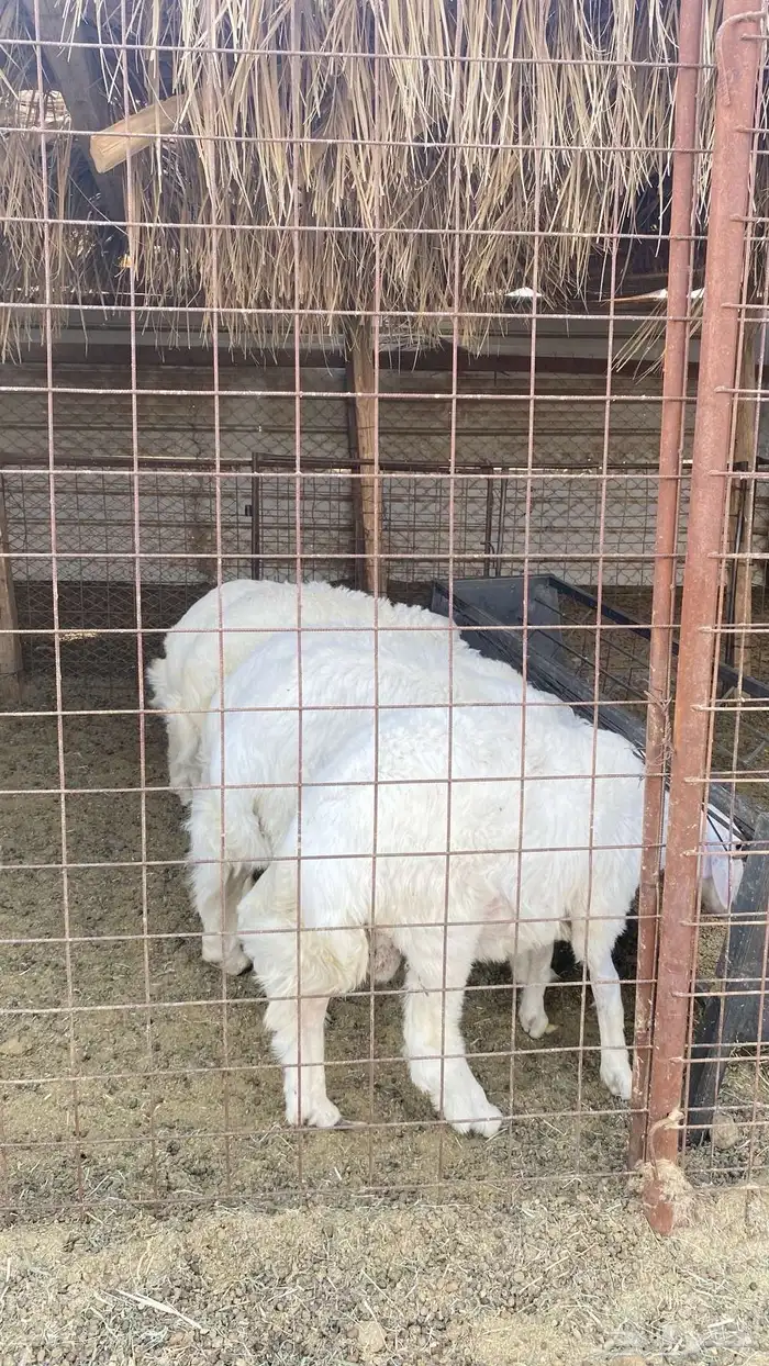 طليان و رخال سمان تم البيع 0