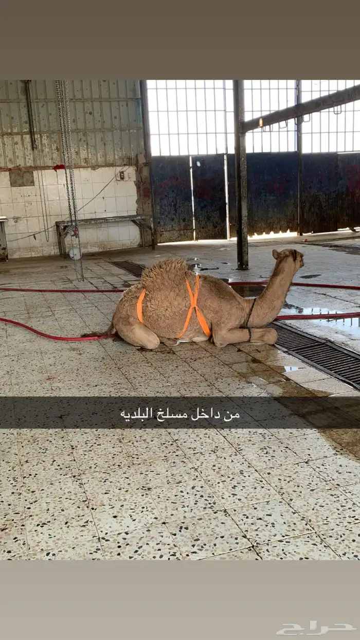 حاشي طيب موجود بالملحمة 0