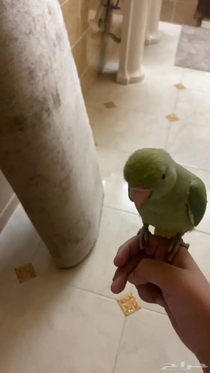 ببغاء الدره الطير لايفوتك 2