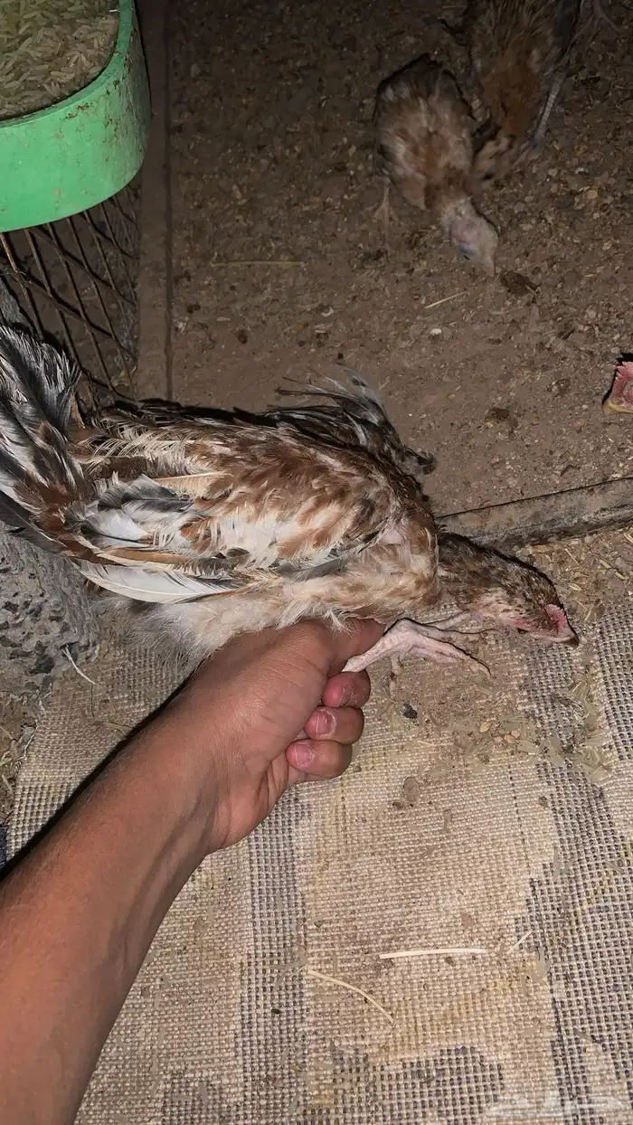 دجاج 0