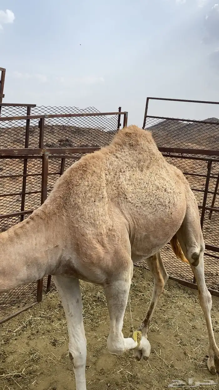 قعود كفو للبيع 1