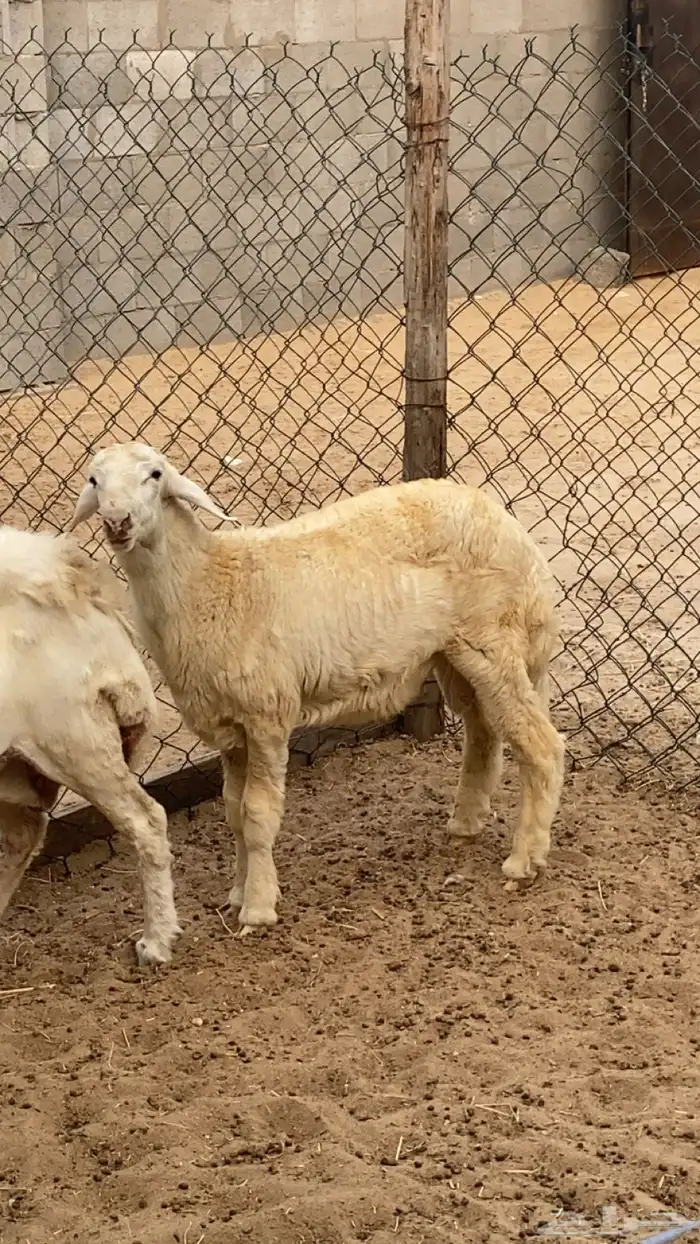 طلي خمس اشهور 4