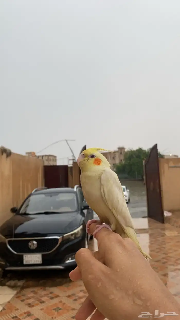 إعلان عن طير مفقود 2