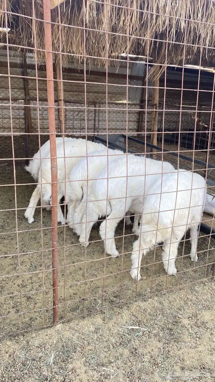 طليان و رخال سمان تم البيع 1