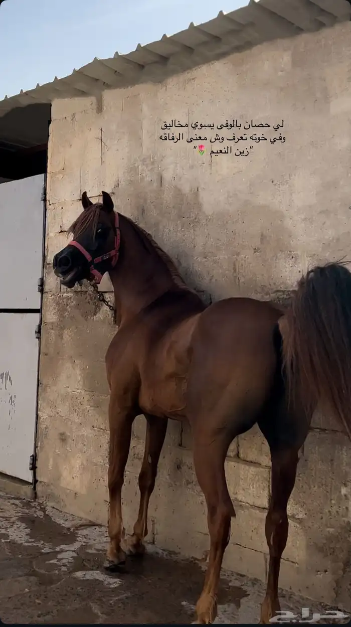 حصان واهو مصري بيور 2