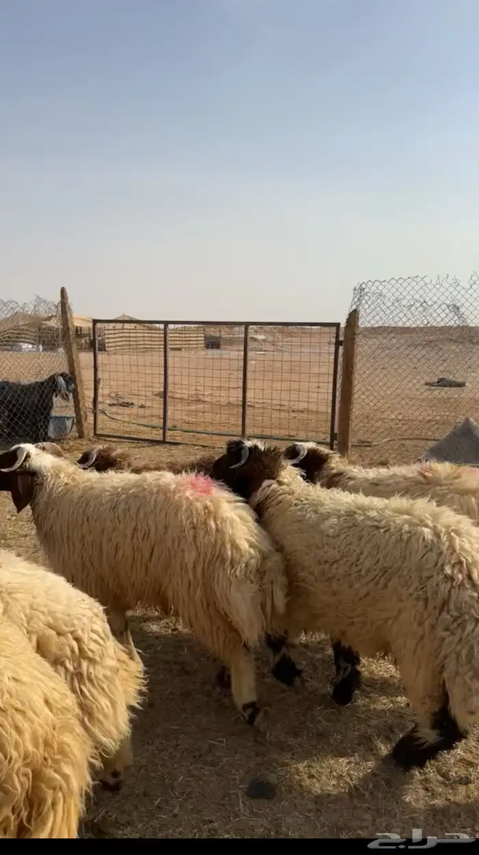 طليان جذعان نعيم فل شحم العدد 7 الموقع شرق الرياض 0