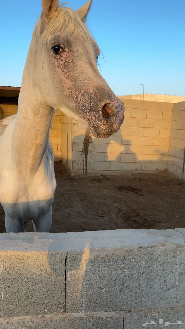 حصان البيع مستعجل 0