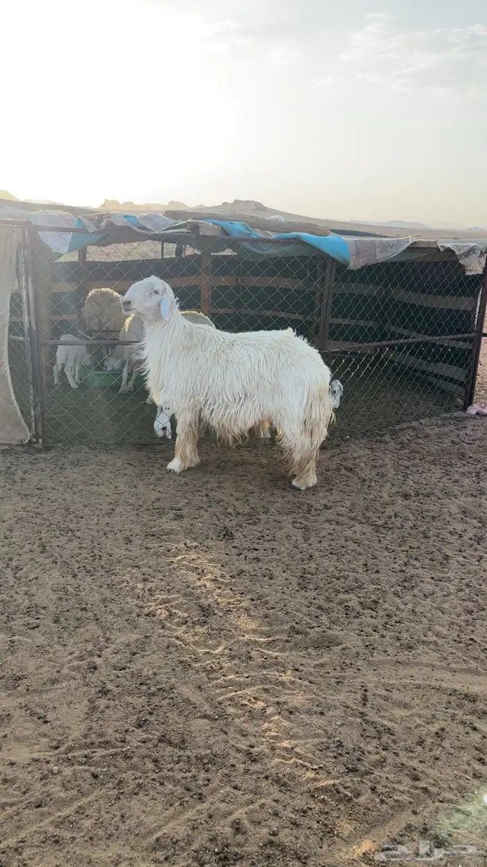 خروف فحل نجدي 0