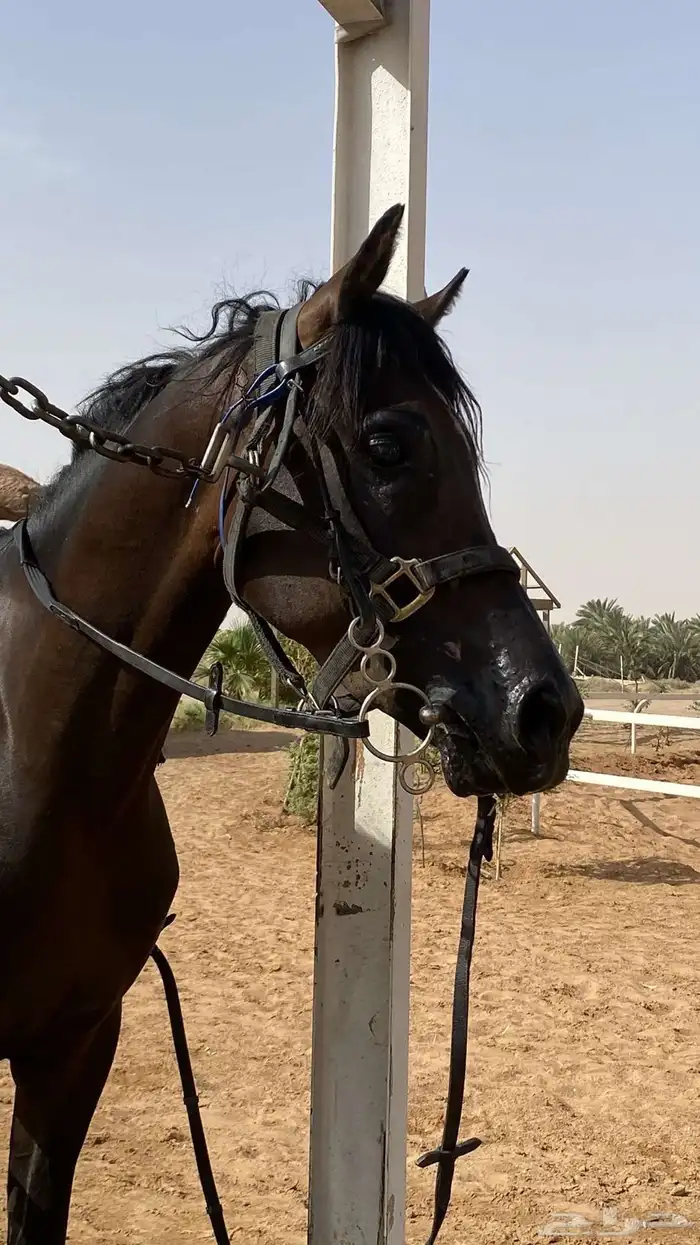 حصان شعبي للبيع 4