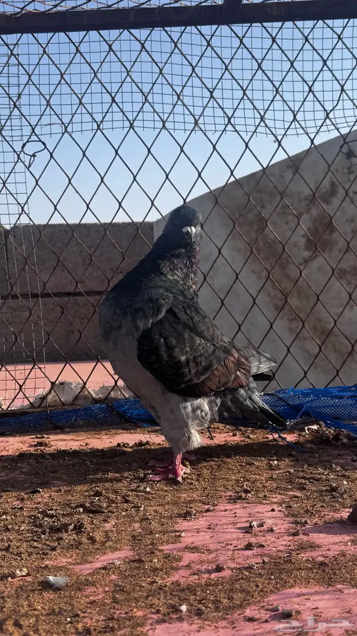 ذكر كنق 3