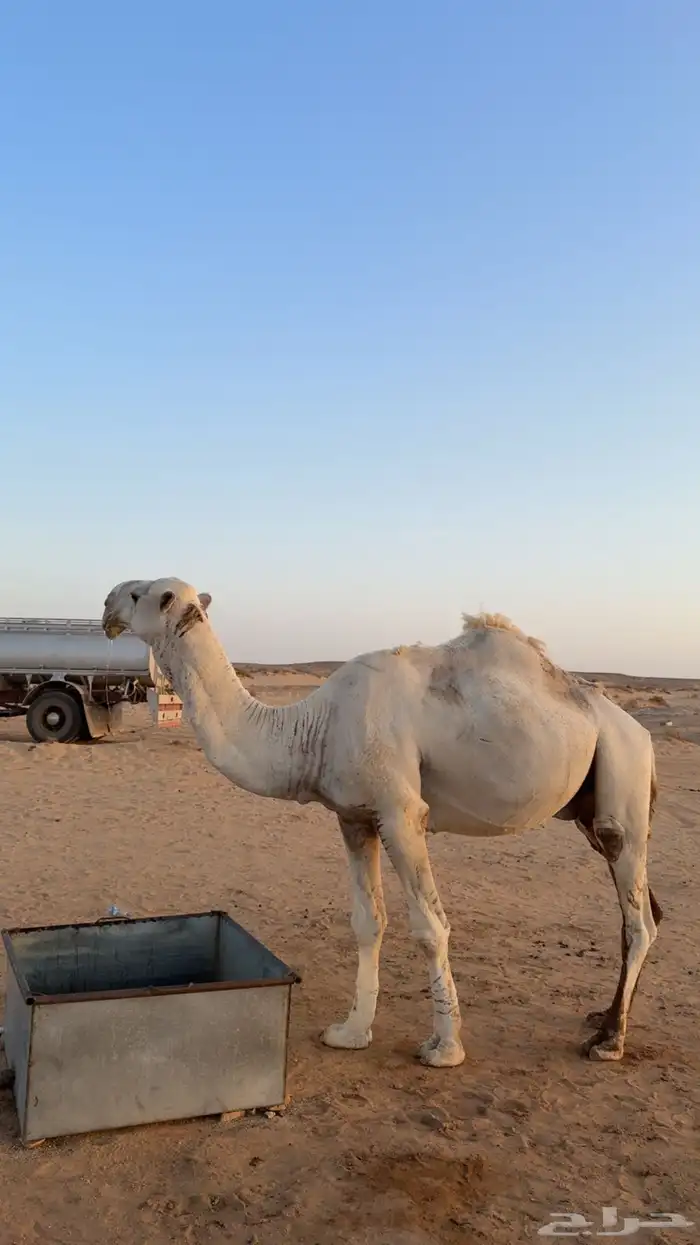 جمل فحل الساس تمامي 2