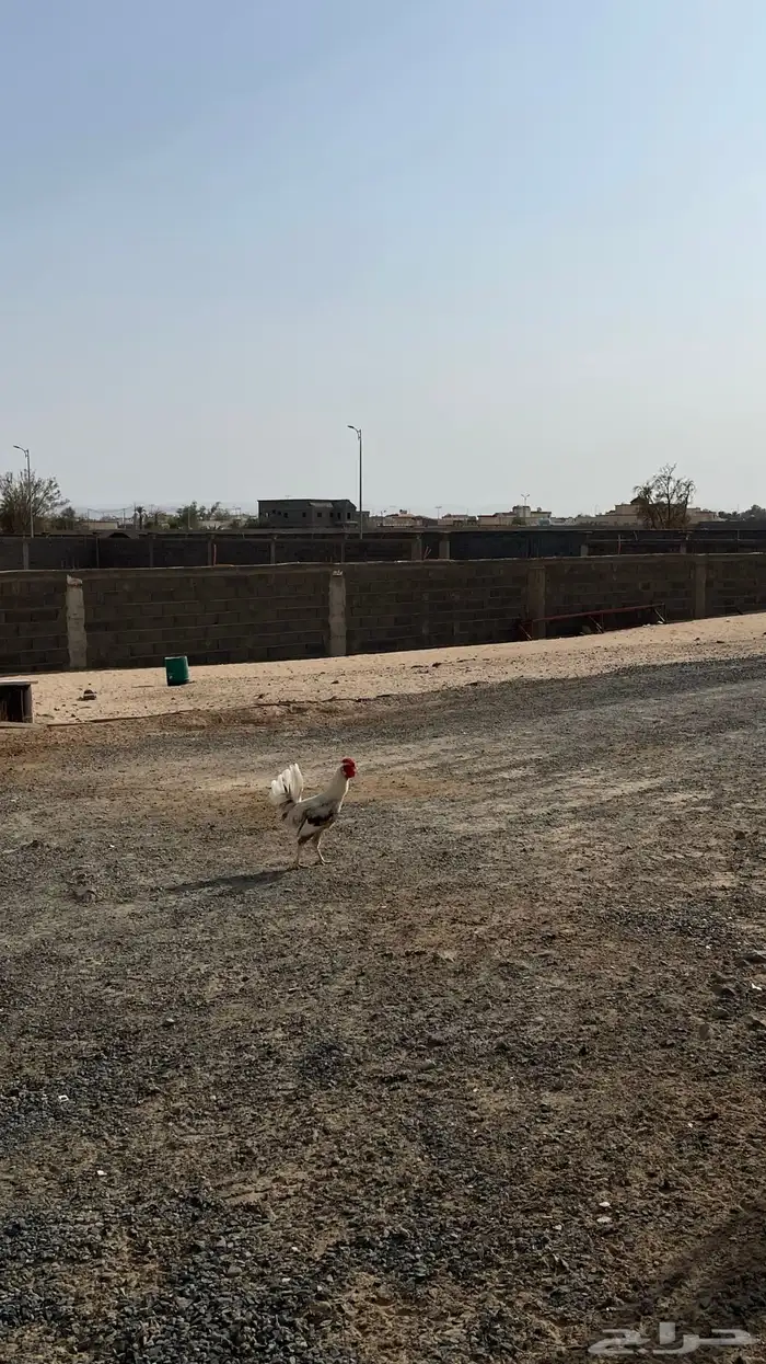 عرض على ديك ودجاجه بلدي 0