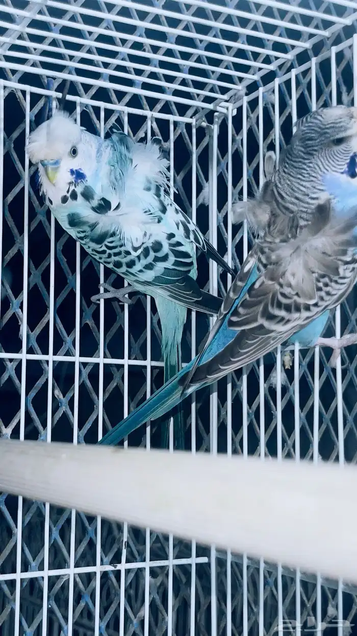 زوج هوقو منتج تم البيع 0