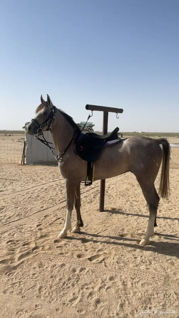 حصان 1