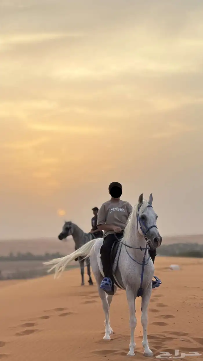 حصان واهو بدون اوراق 6