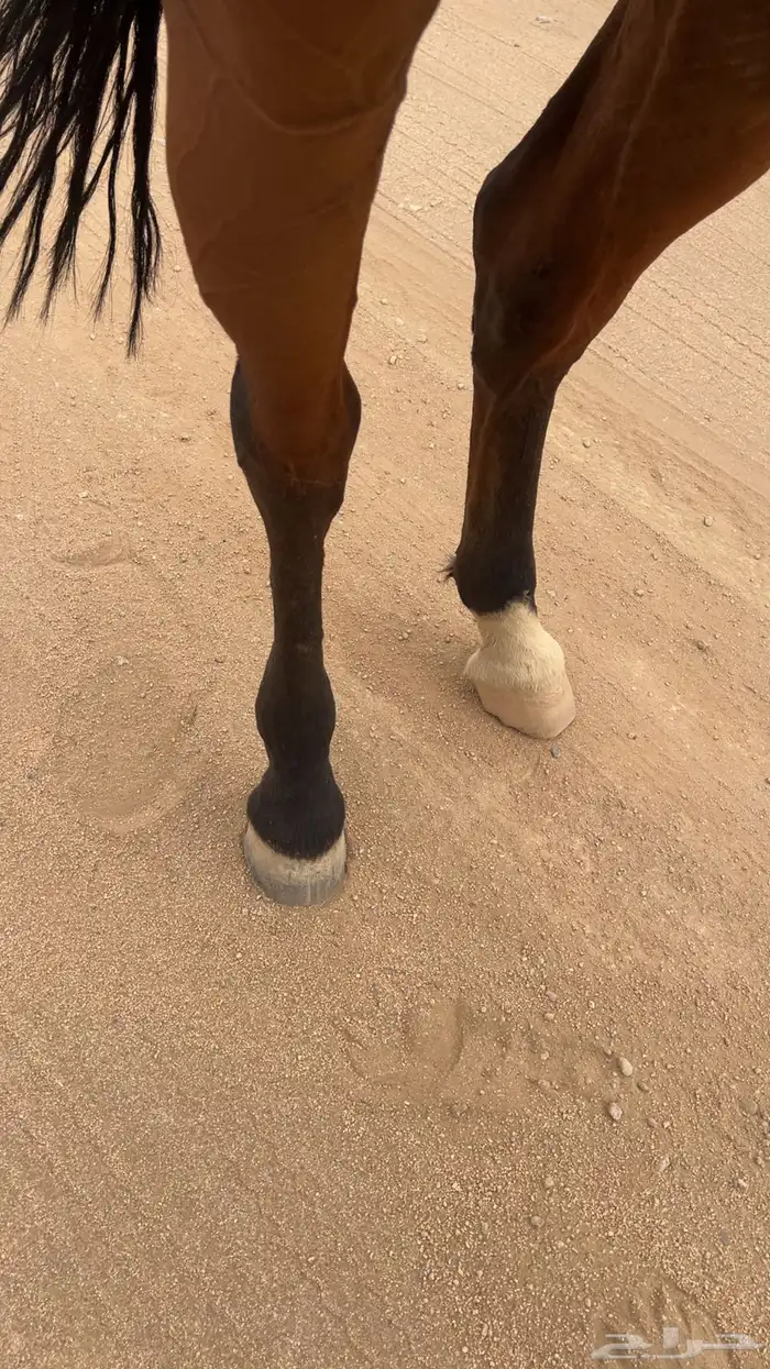 للبيع حصان كفو 3