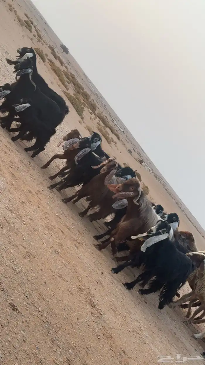 معزاء عوارض 1