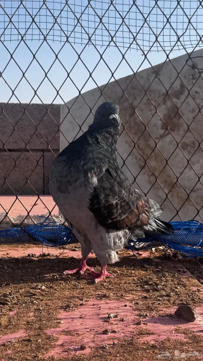 ذكر كنق 1