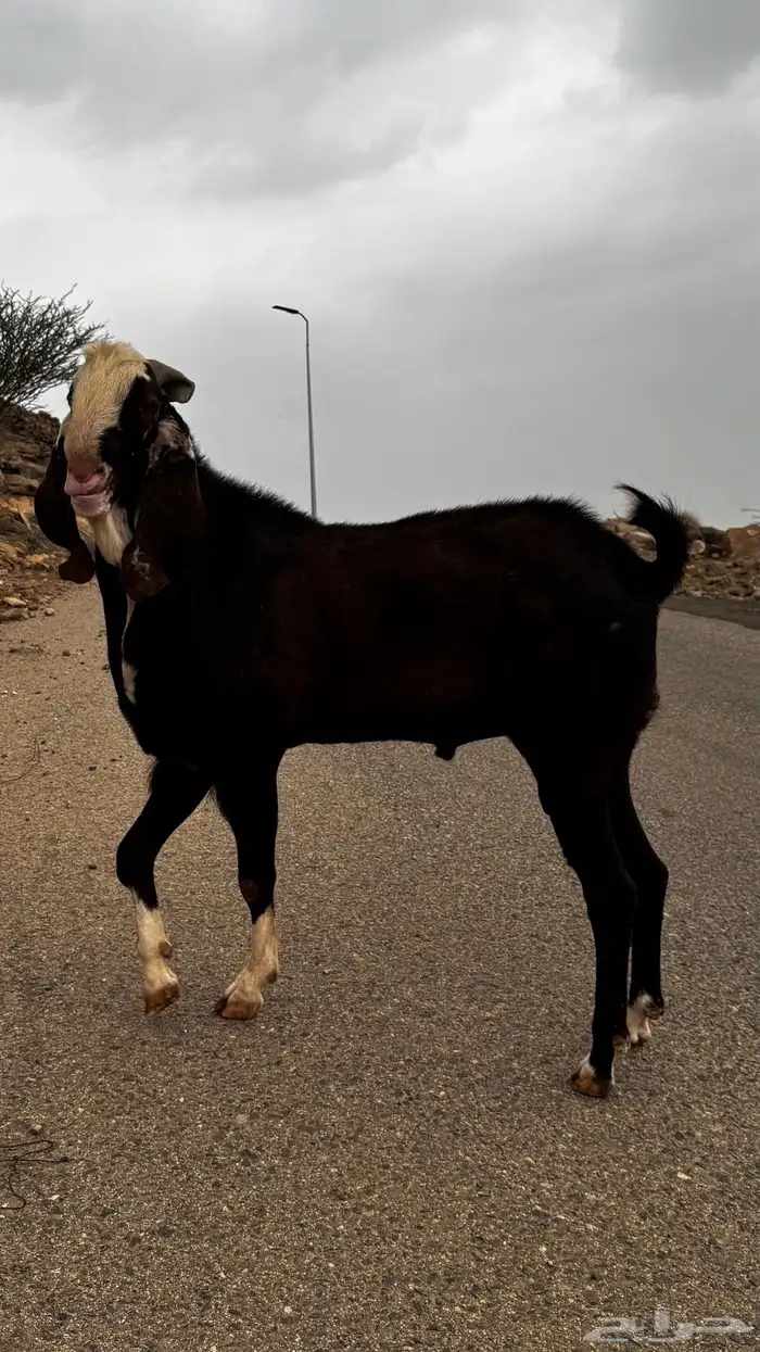 تيس فحل بنجابي 2