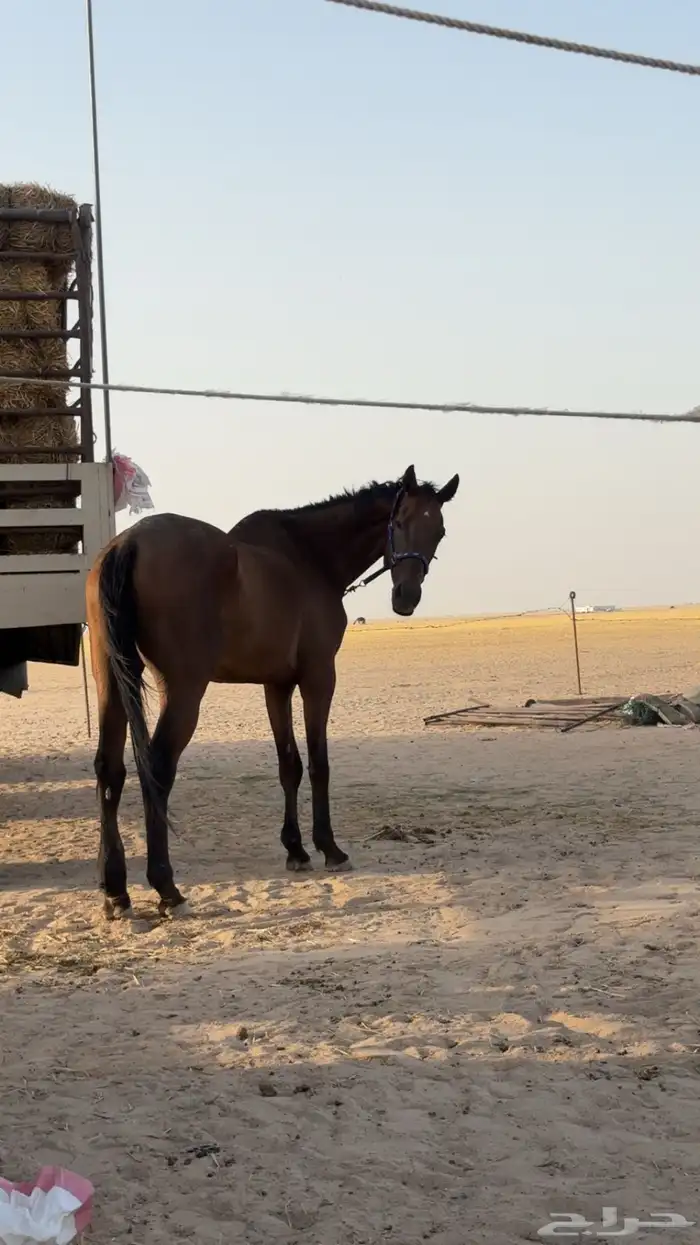 حصان 1
