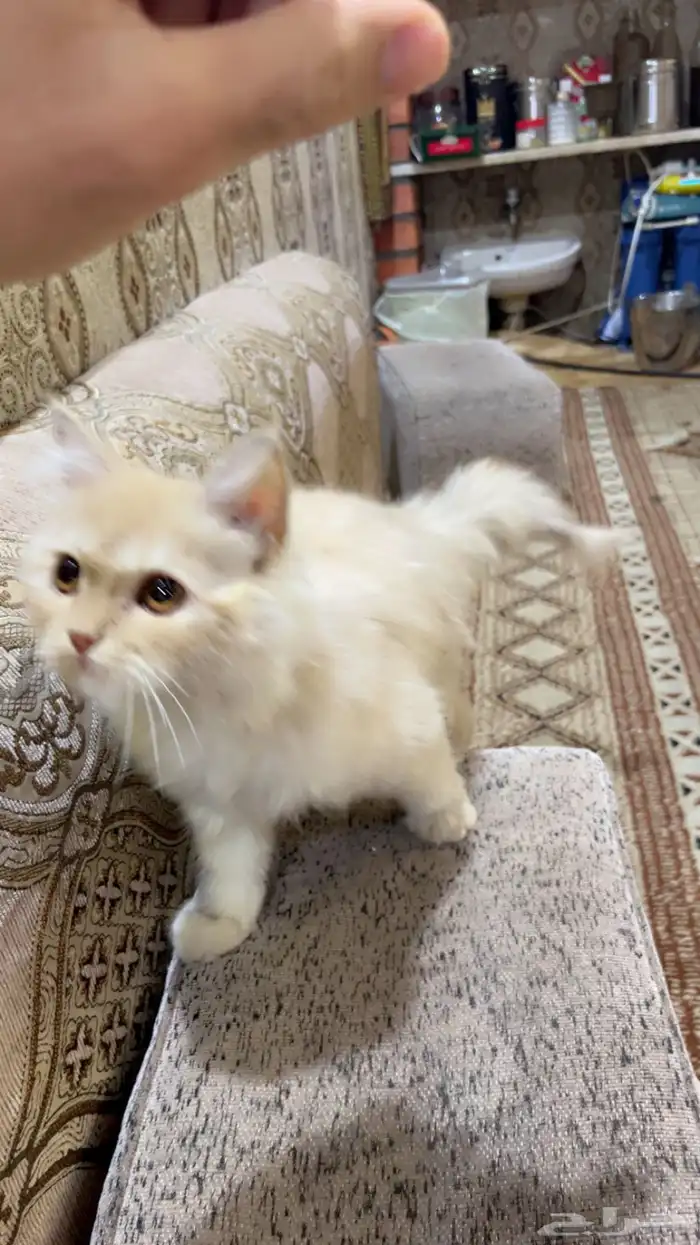 قط قطو مدري شمسه اضن شيرازي لتبني 1