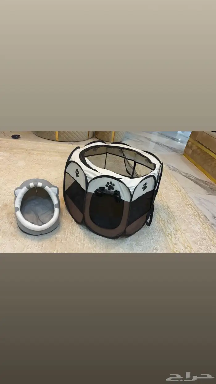قط هملايا 6