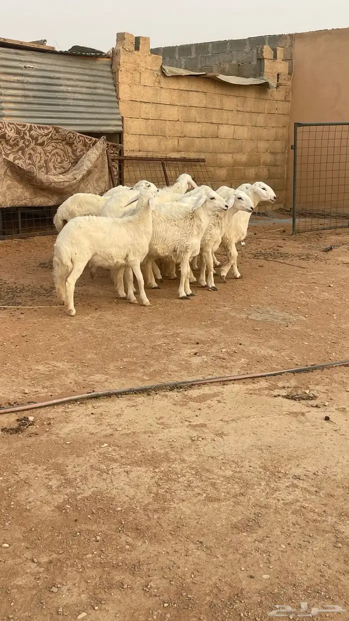 تم البيع رخال حريات حرش صنف مقاني 3