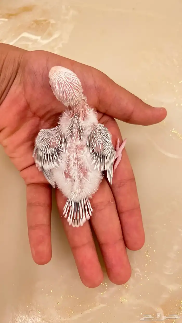 بادجي اليف جدا  نادره 4