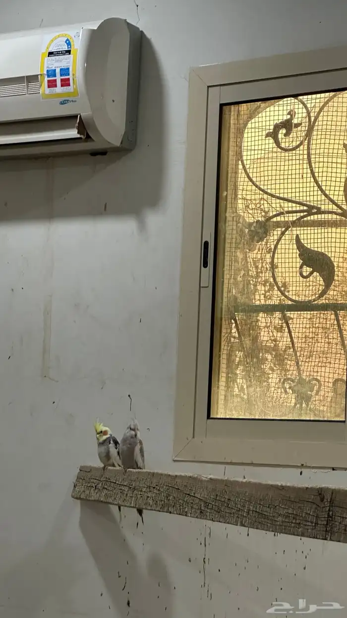 طيور زينه 2