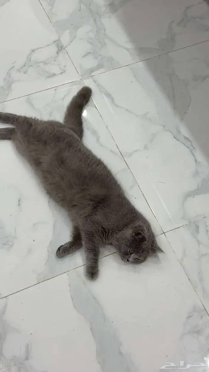 للبيع قط سكوتش 3