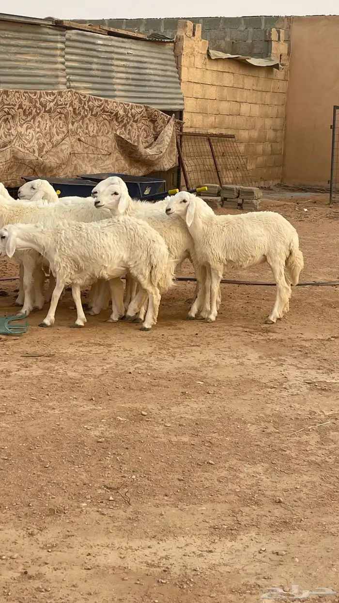 تم البيع رخال حريات حرش صنف مقاني 8