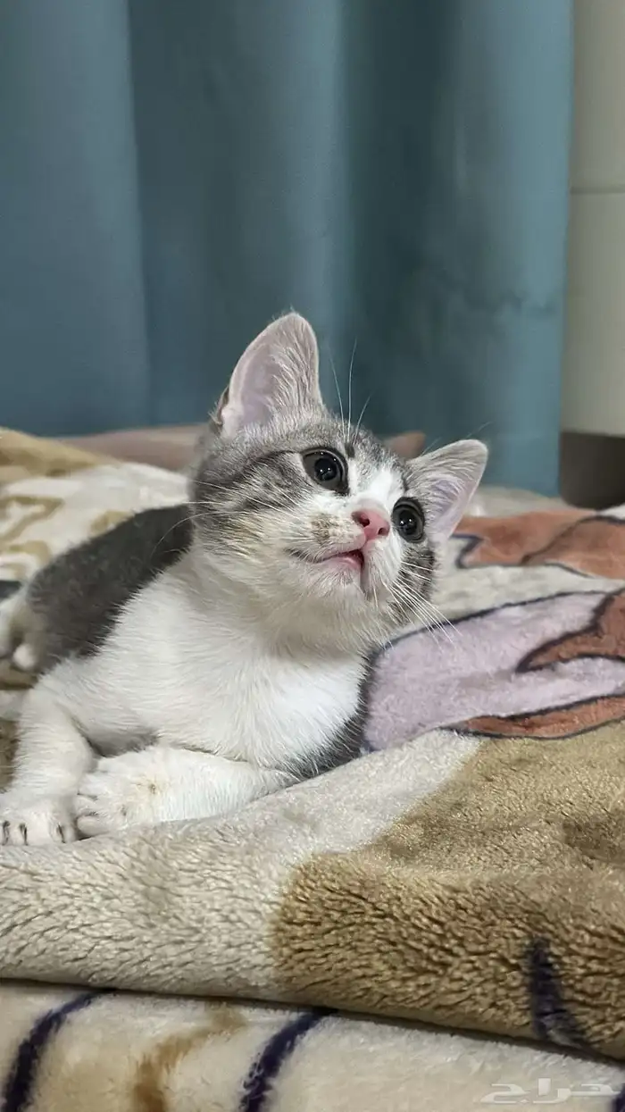 كيتين ذكر سكوتش 2