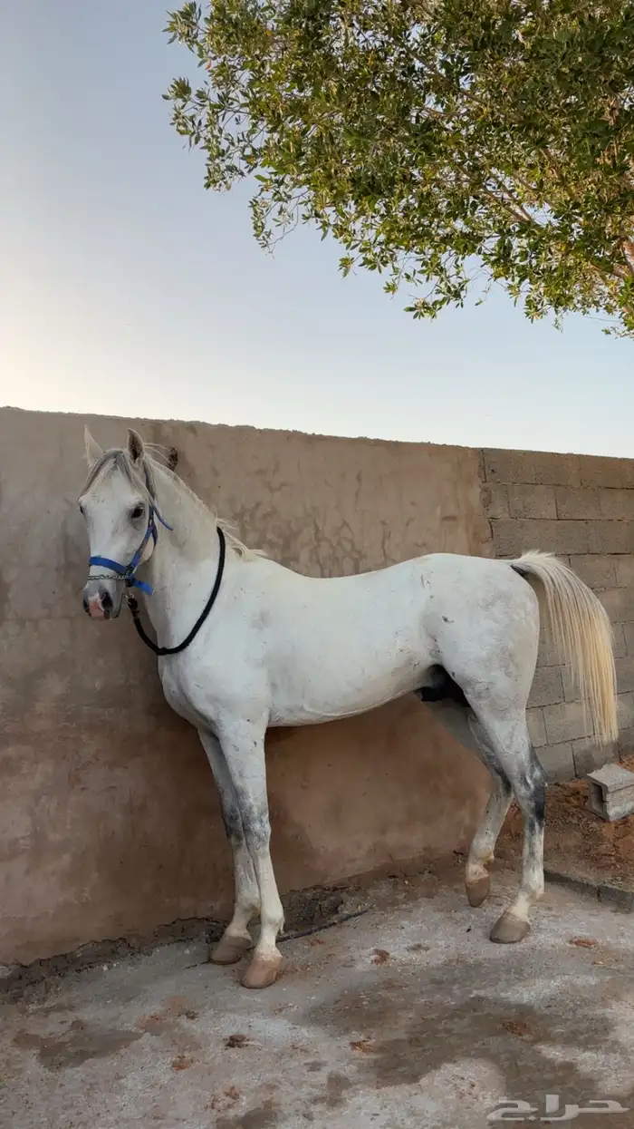 حصان شعبي للبيع 0