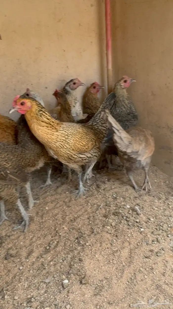 دجاج بلدي بياض اصيل 2