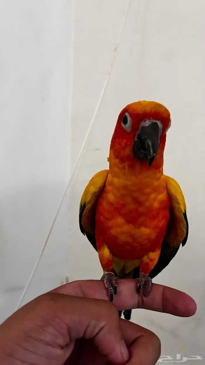 صن كنيور اليف 2