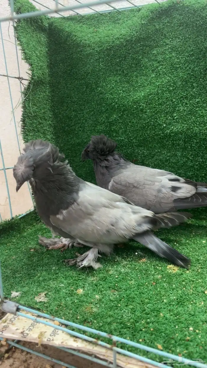 طبه بخارى بارلس 6