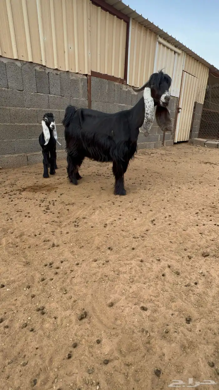 عنز عارضية صنف متبع معرفة 0