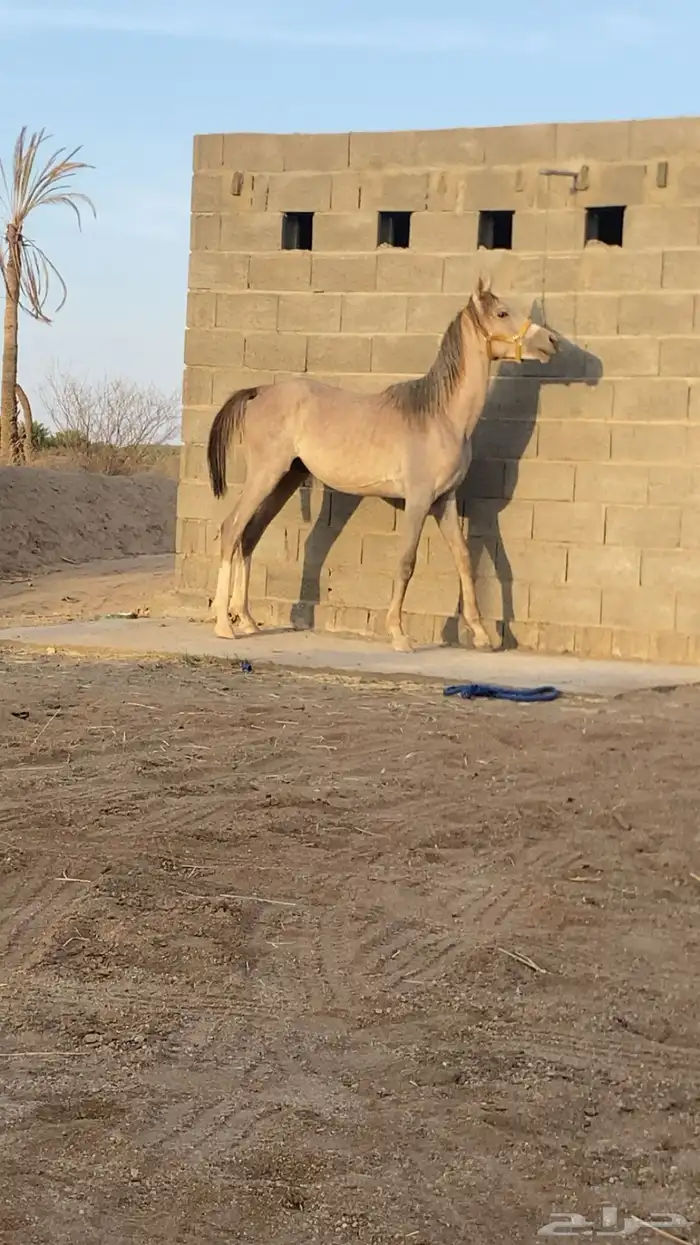 مهر عربي اصيل له مستقبل بإذن الله هيبه كرزما شخصيه قويه 6