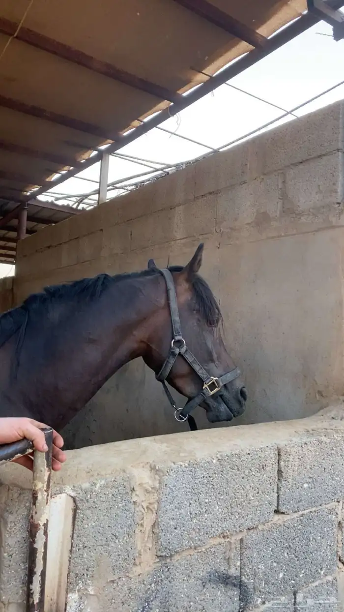 حصان شعبي للبيع 5