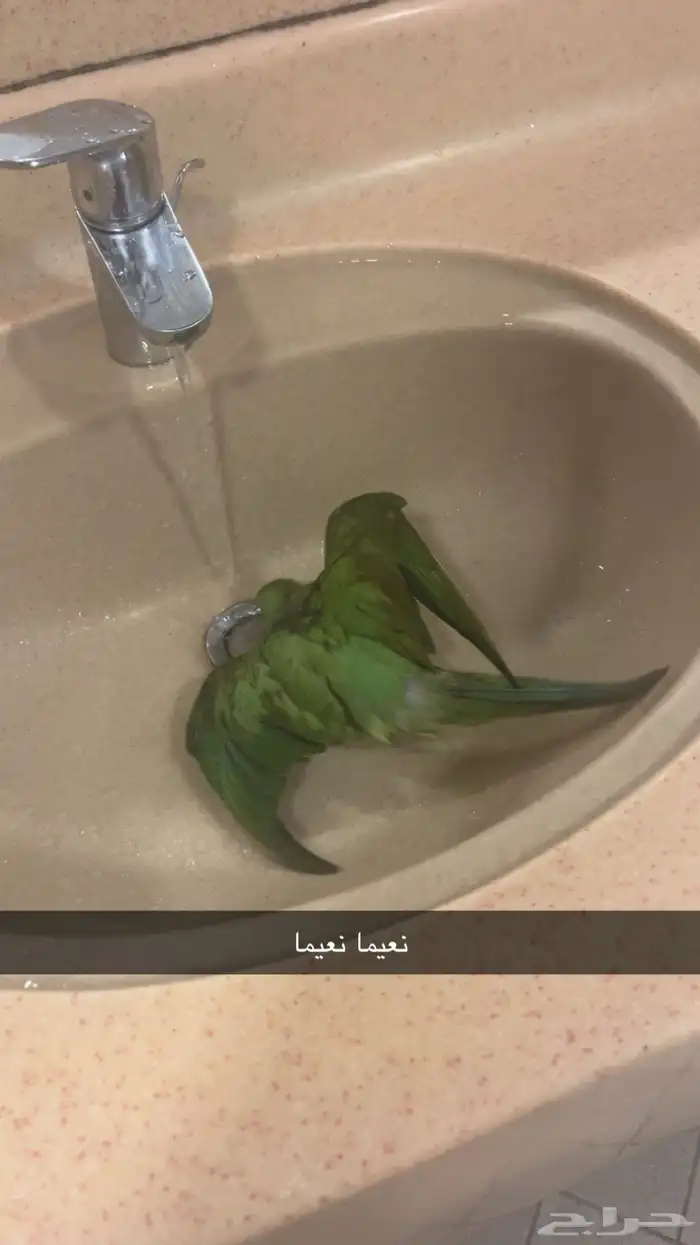 دره هندي فرخ مفطوم 3
