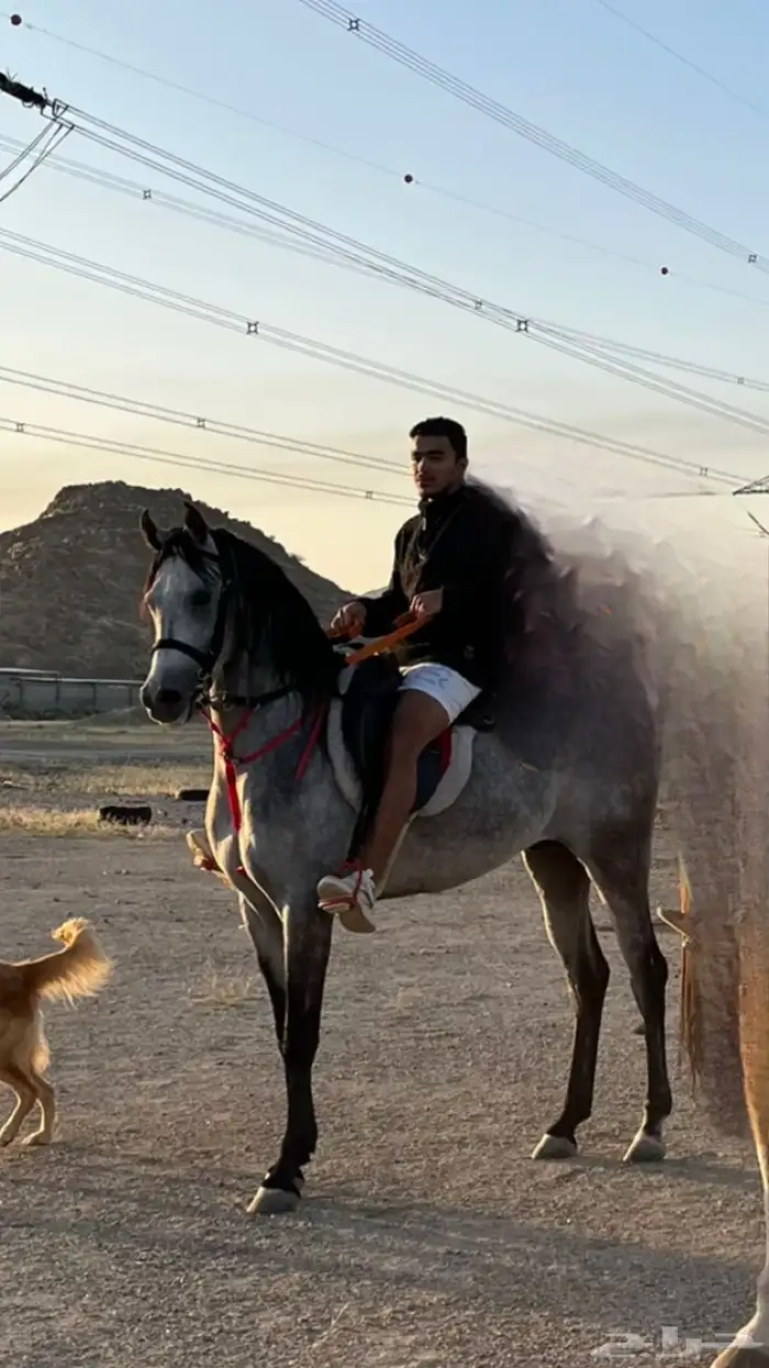 حصان بي ورق. 0
