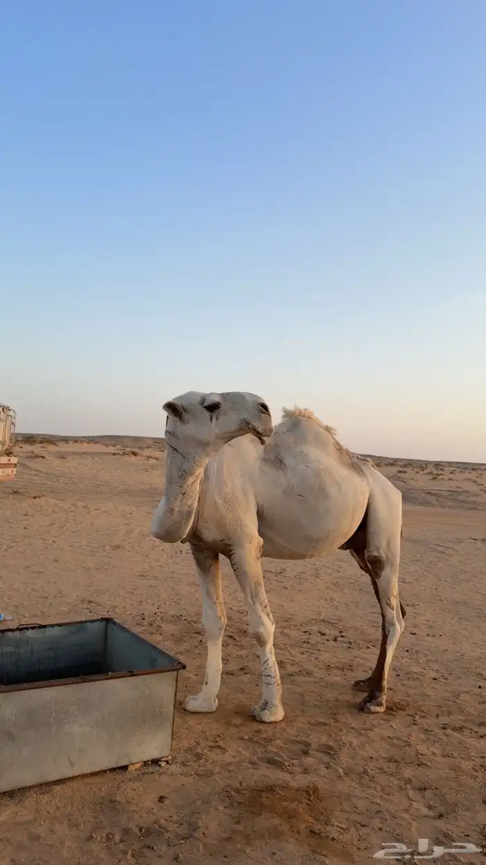 جمل فحل الساس تمامي 1