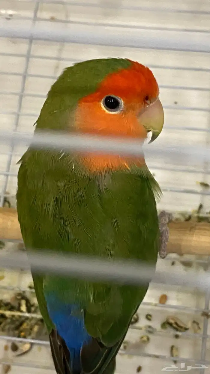 روز 2