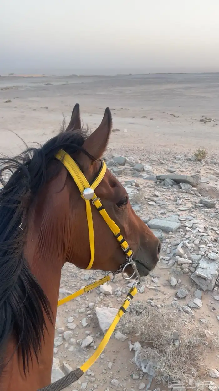 حصان شعبي للبيع 0