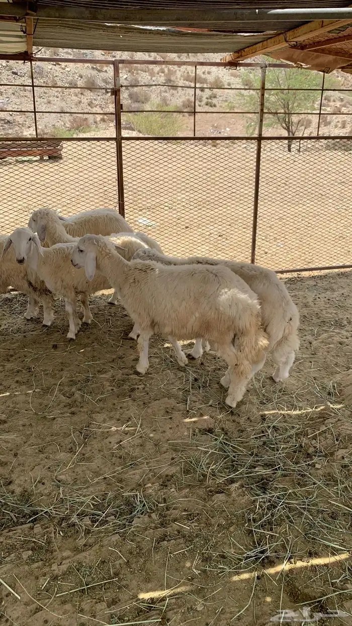 طليان وا رخال 4