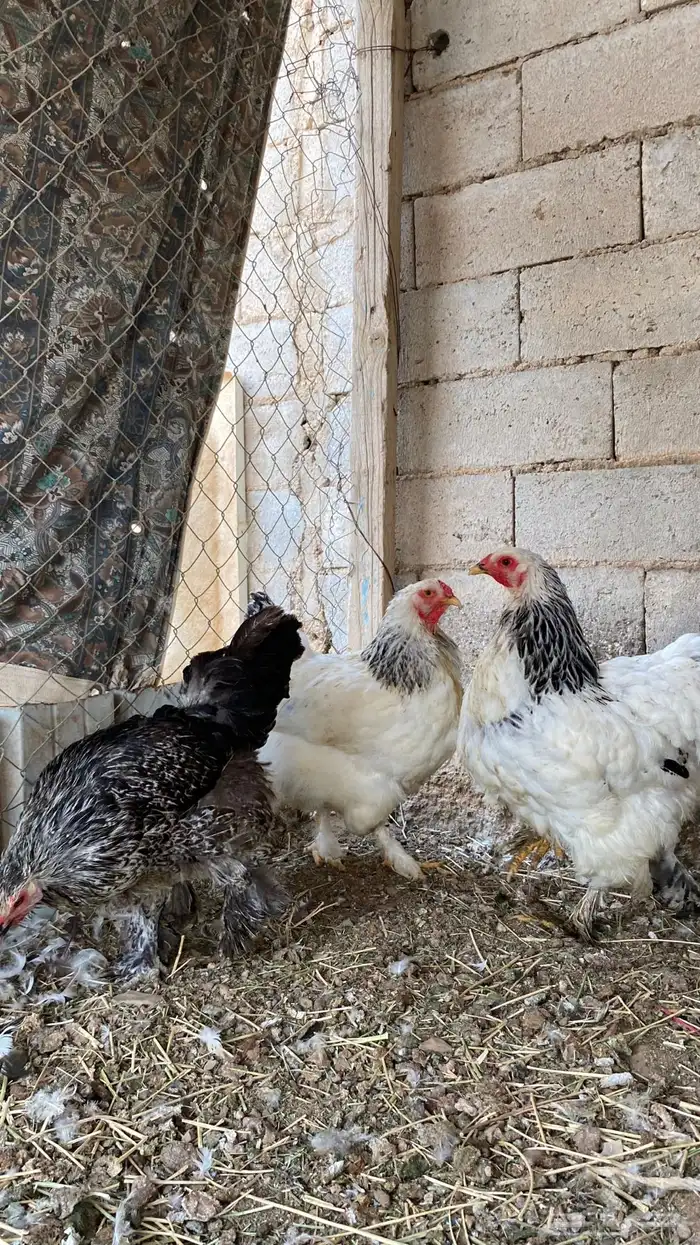 دجاج براهمه 2