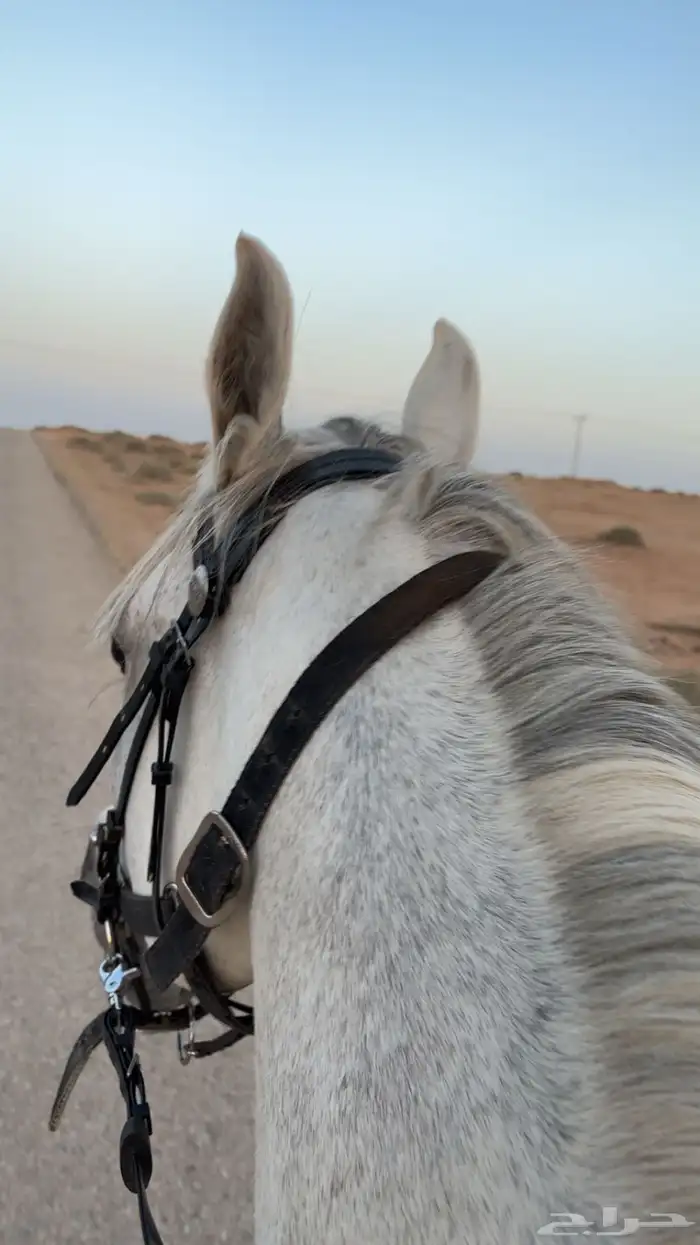 حصان شعبي للبيع 1