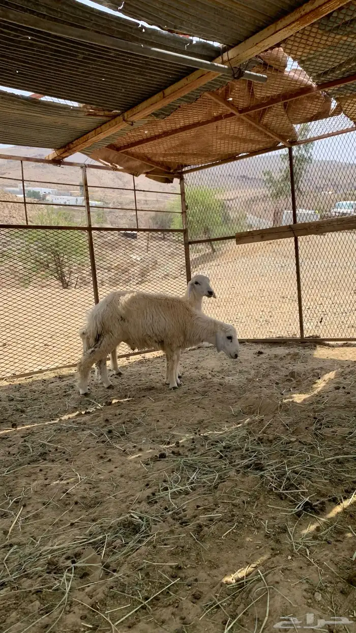 طليان وا رخال 5
